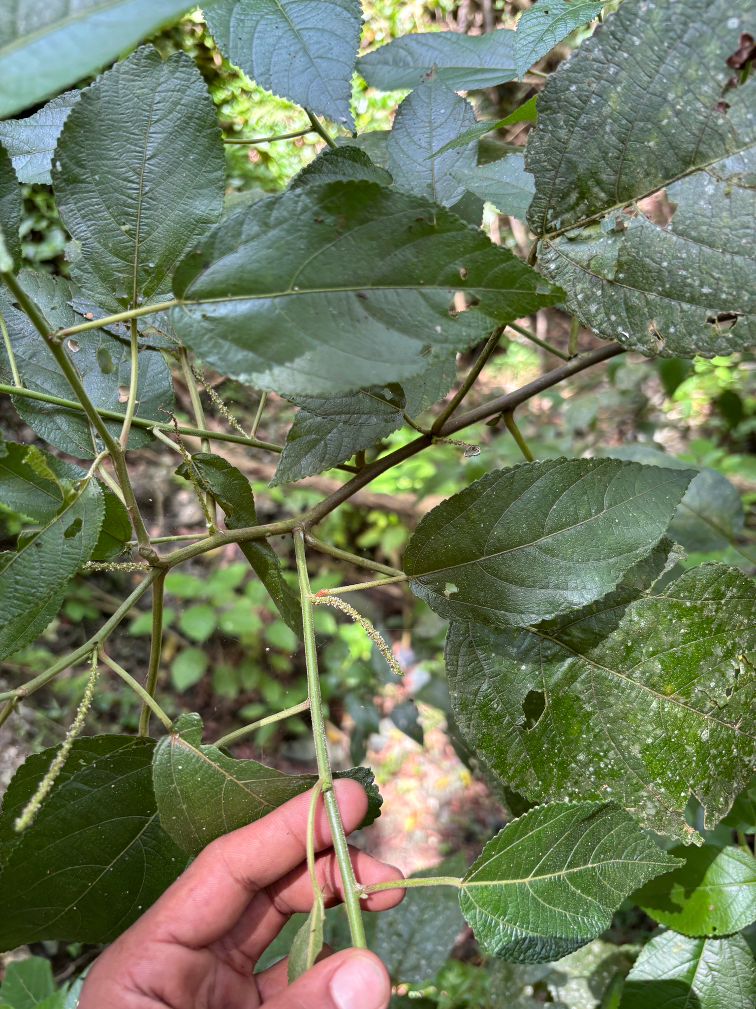 Acalypha bisetosa Bertol. ex Spreng. 4
