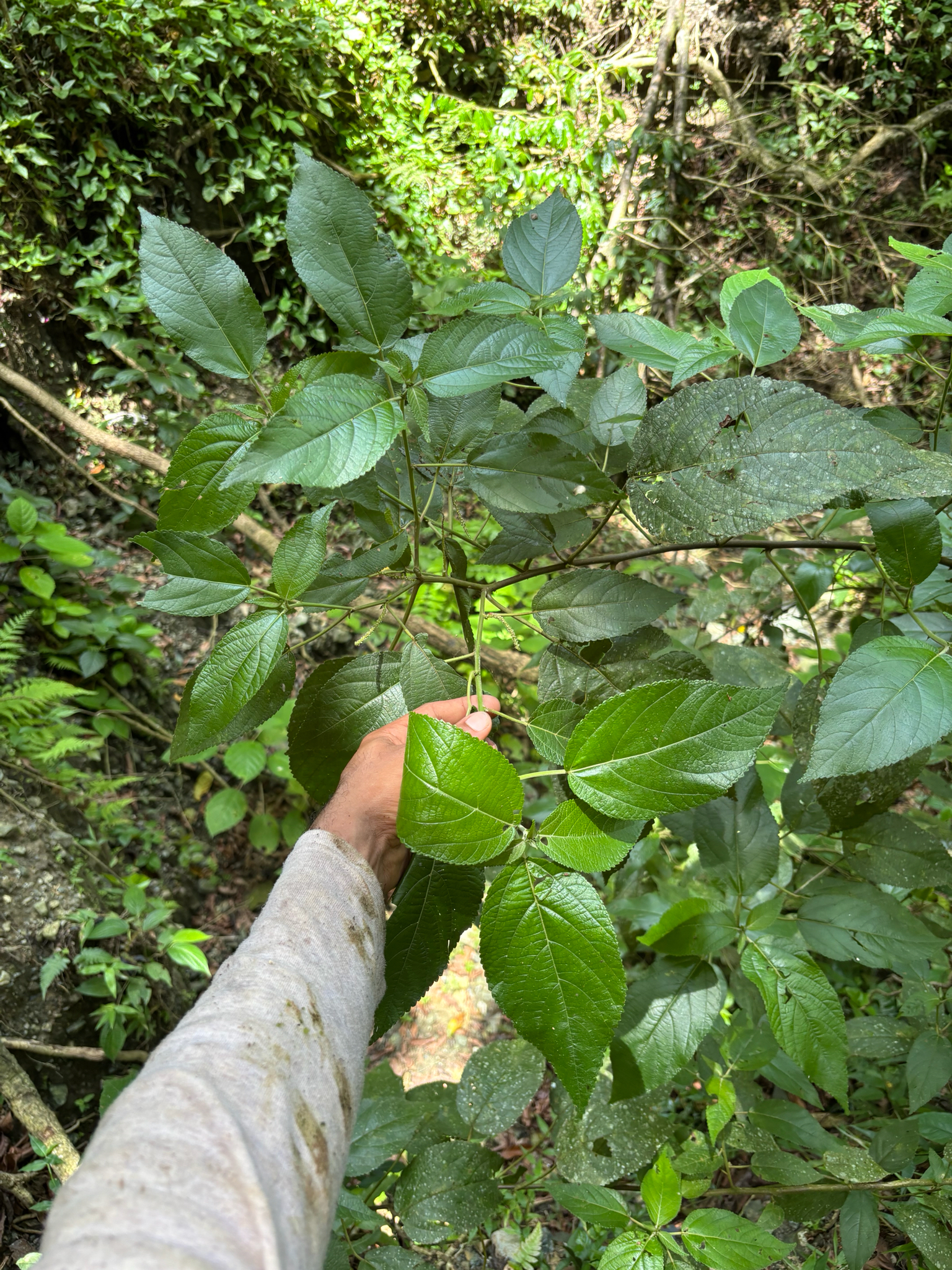 Acalypha bisetosa Bertol. ex Spreng. 3