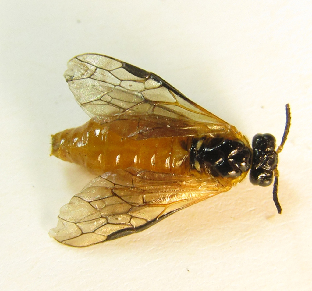 Selandriinae