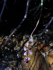 Disa uncinata
