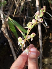 Disa uncinata