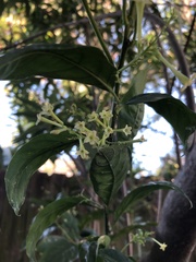 Cestrum nocturnum