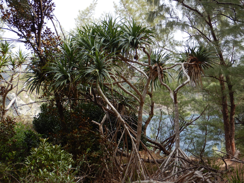 Pandanus boninensis iNat (3)