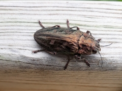 Chalcophora mariana massiliensis