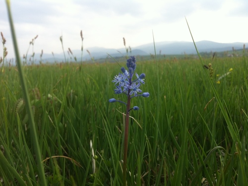 Image of Meadow Squill (Scilla litardierei) by no rights reserved