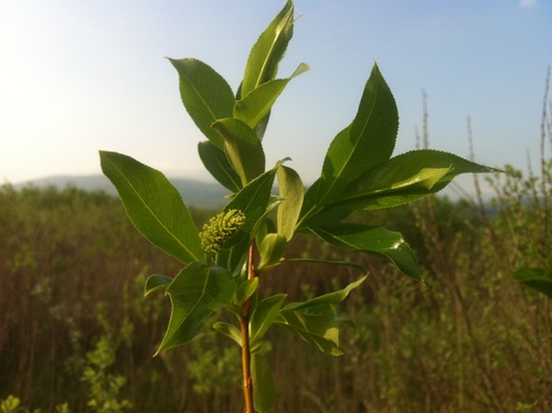 laurel willow (Salix pentandra)