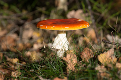 Amanita muscaria muscaria