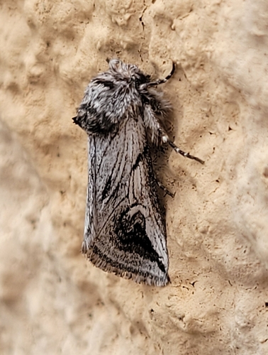 Policocnemis ungulatus