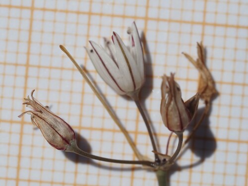 Allium moschatum, photograph 6