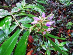 Dichorisandra villosula