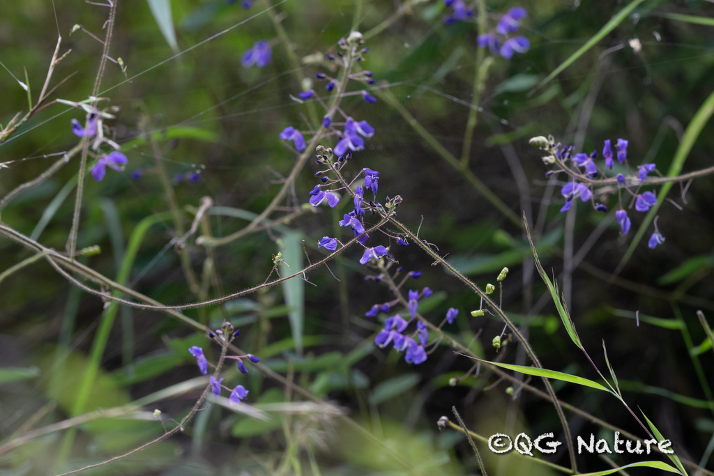 Uraria sinensis (Uraria sinensis)