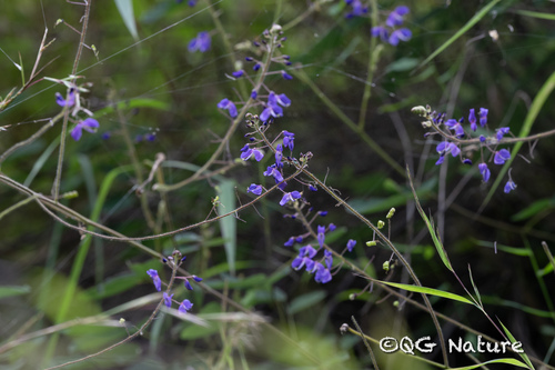 Uraria sinensis