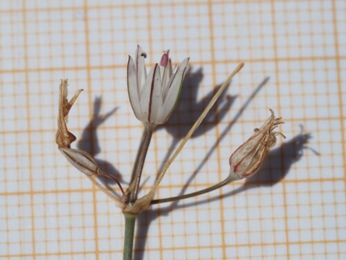 Allium moschatum, photograph 5