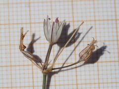 Allium moschatum, photograph (c) Louis Aureglia, some rights reserved (CC BY)