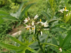 Solanum