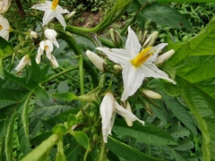 Solanum