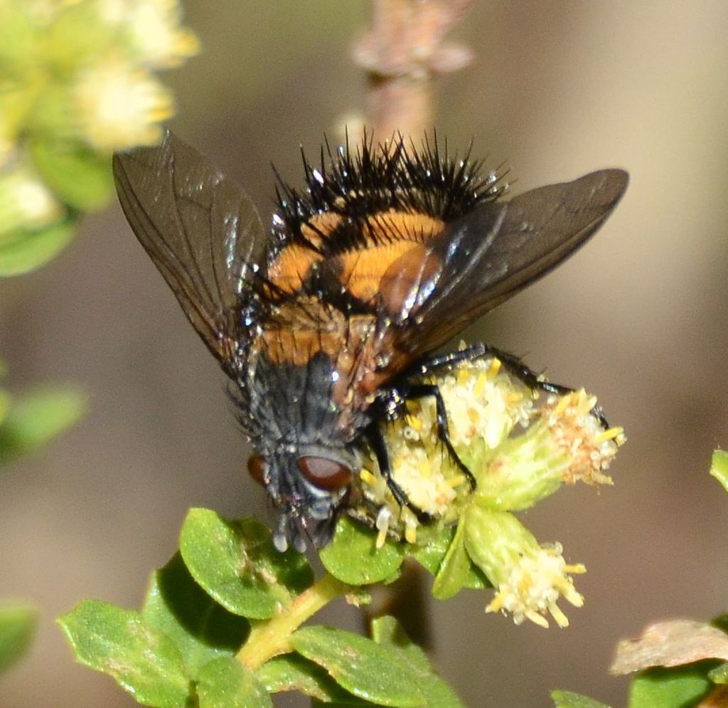 Paradejeania