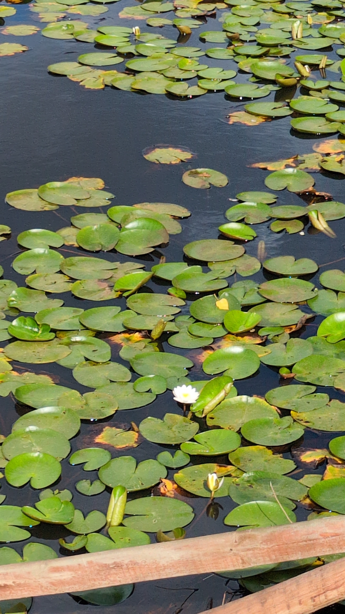 Nymphaea alba