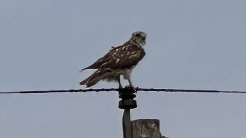 Red-tailed Hawk