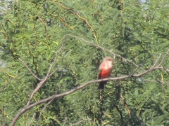 Pyrocephalus rubinus mexicanus
