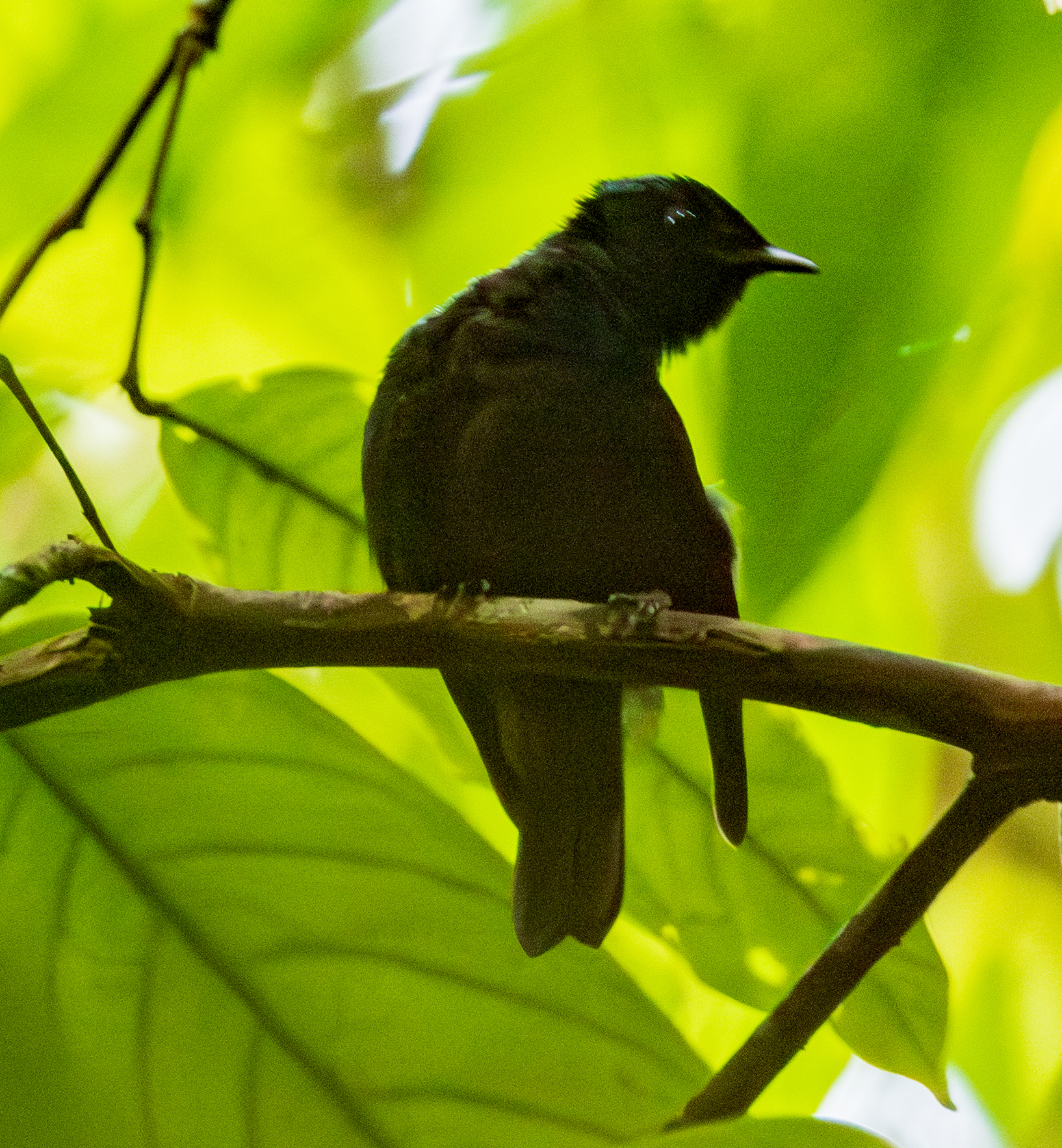 Natewa Silktail photo 7