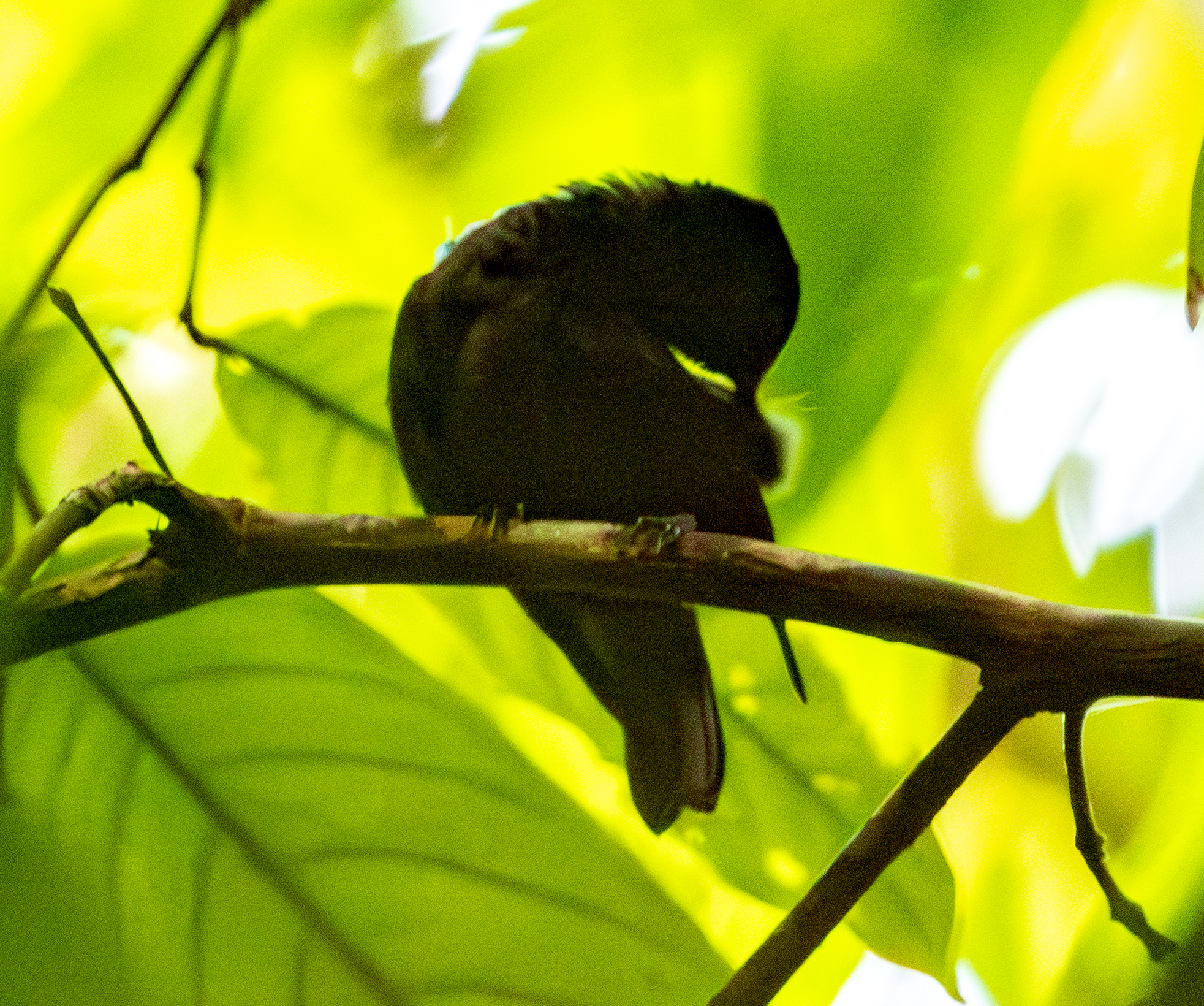 Natewa Silktail photo 6