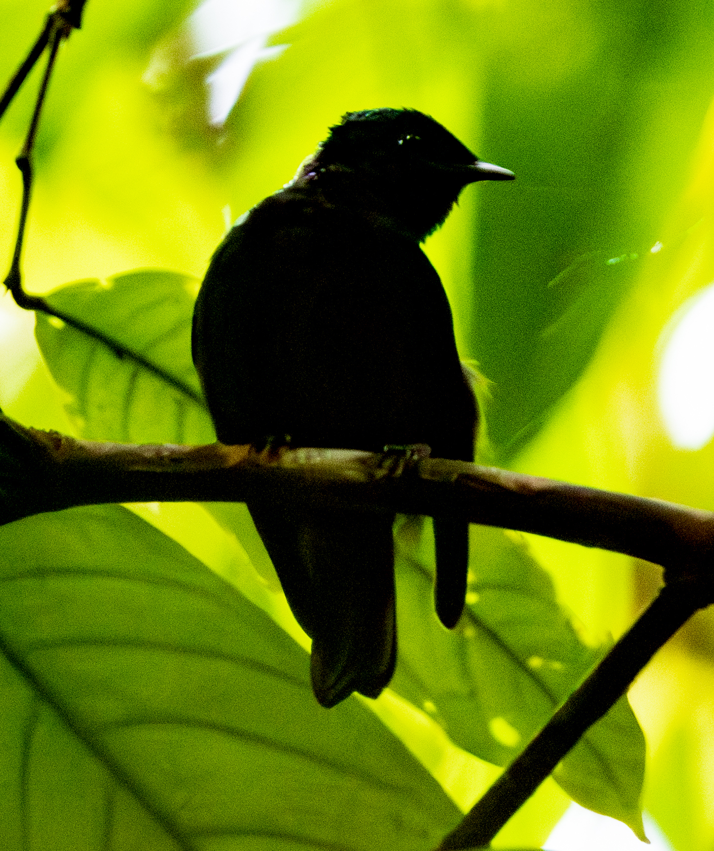 Natewa Silktail photo 8