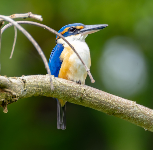 Pacific Kingfisher