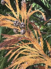 Cryptomeria