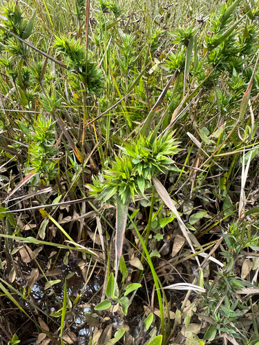 woolly witchgrass (Dichanthelium scabriusculum)