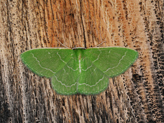 Synchlora aerata albolineata
