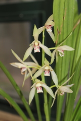 Cymbidium haematodes