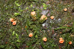 Fungi