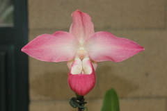 Phragmipedium