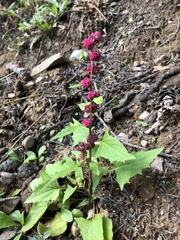 Blitum capitatum capitatum