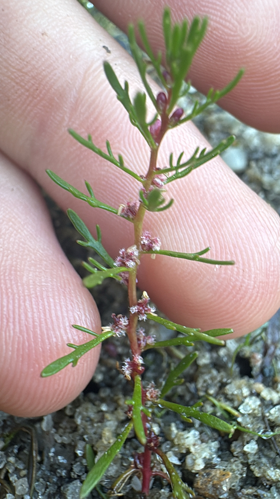 Low watermilfoil (Myriophyllum humile)