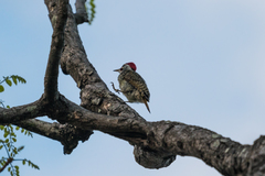 Campethera scriptoricauda