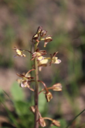 Saddle Harlequin (Eulophia clitellifera)