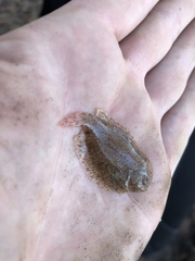 Trinectes maculatus
