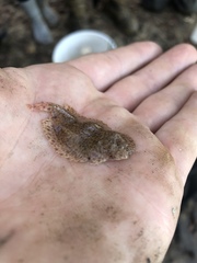 Trinectes maculatus