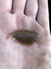 Trinectes maculatus