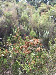 Erica mauritanica