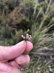 Erica mauritanica