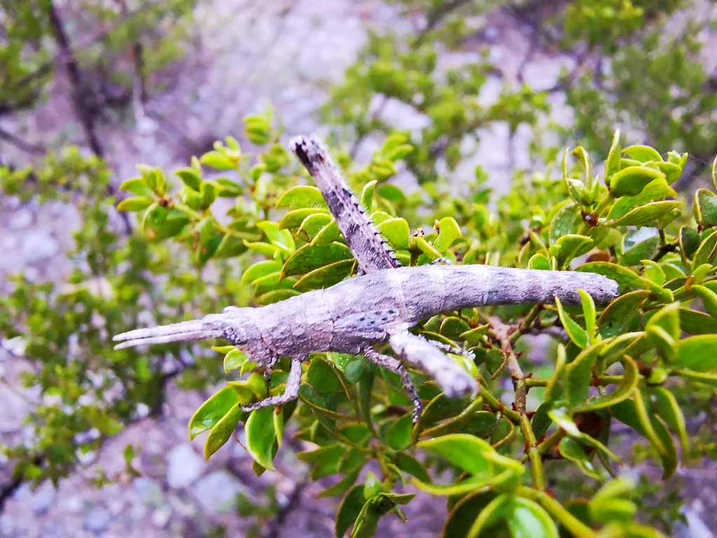 Clematodes larreae