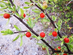 Citharexylum brachyanthum
