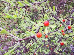 Citharexylum brachyanthum