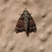 Chlumetia