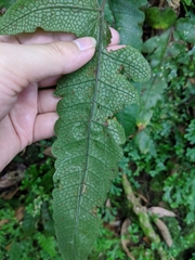 Stegnogramma wilfordii
