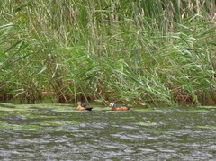 Nettapus auritus