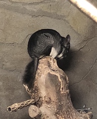 Chinchilla lanigera